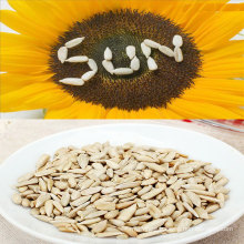 100% sunflower seeds kernel peeled sunflower seeds From Inner Mongolia